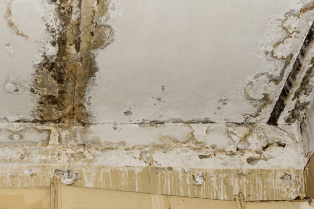 Best Asbestos and Lead Testing During Mold Inspection  in Clarcona, FL