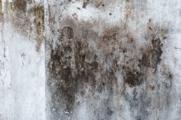 Best Mold Damage Restoration  in Clarcona, FL