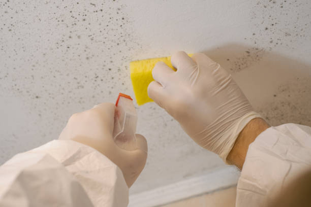 Best Mold-Related Health Consultation  in Clarcona, FL